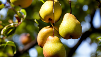 Подбор и приобретение качественных саженцев груш: на что обращать внимание Подбор и приобретение качественных саженцев груш: на что обращать внимание