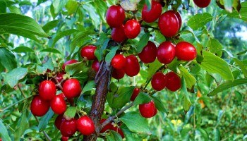 Посадка кизила в открытый грунт: какие моменты нужно учесть Посадка кизила в открытый грунт: какие моменты нужно учесть