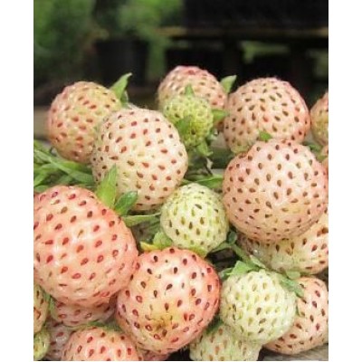 Рассада клубники "Аннабланка" Рассада клубники "Аннабланка"