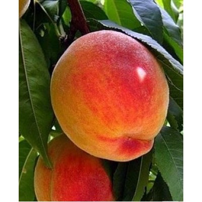 Саженец персика "Подарок Киева" Саженец персика "Подарок Киева"