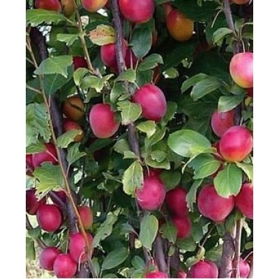 Саженец сливы колоновидной "Блю свит" Саженец сливы колоновидной "Блю свит"