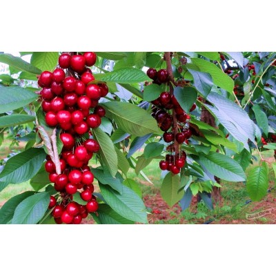 Саженец черешни колоновидной "Ревна" Саженец черешни колоновидной "Ревна"