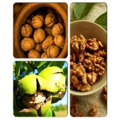 Грецкий орех > коллекция из 3-х сортов: Грецкий орех Hartley => Грецкий орех Tulare => Грецкий орех Кочерженко Грецкий орех > коллекция из 3-х сортов: Грецкий орех Hartley => Грецкий орех Tulare => Грецкий орех Кочерженко