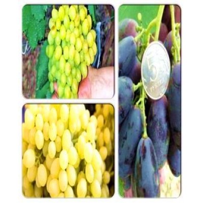 Виноград > коллекция из 3-х сортов: Виноград Велика => Виноград Галахад => Виноград Лора Виноград > коллекция из 3-х сортов: Виноград Велика => Виноград Галахад => Виноград Лора