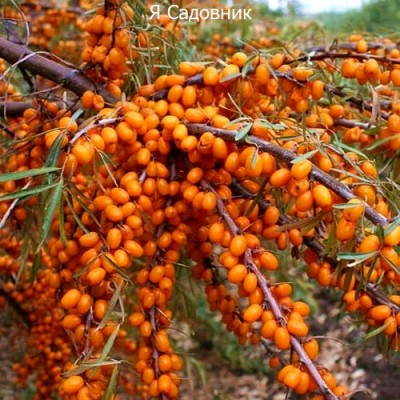 Саженец Облепихи "Нивелена" Саженец Облепихи "Нивелена"