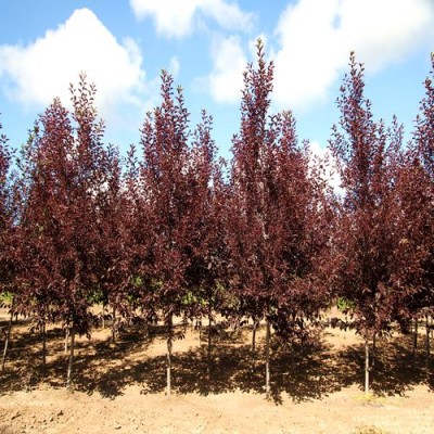 Саженец Черемухи "Виргинская" Саженец Черемухи "Виргинская"