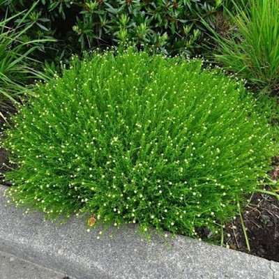 Саженец Сантолины "Сантолина зеленоватая" Саженец Сантолины "Сантолина зеленоватая"