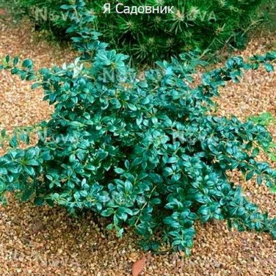 Саженец Барбариса "Парк Джевел" Саженец Барбариса "Парк Джевел"