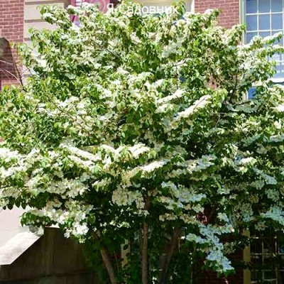 Саженец Калины "Каскад" Саженец Калины "Каскад"