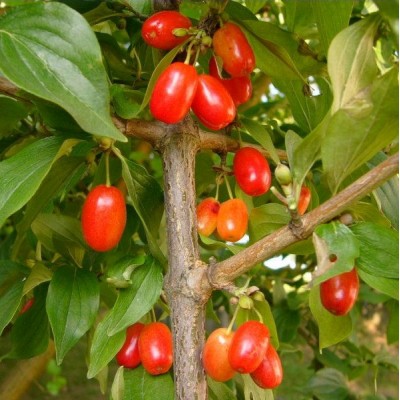 Саженец кизила "Коралловый" Саженец кизила "Коралловый"