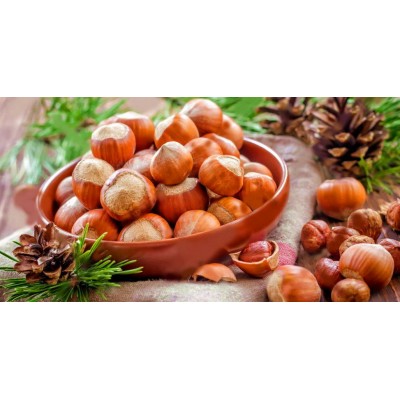 Саженец фундука "Бердзнула" Саженец фундука "Бердзнула"