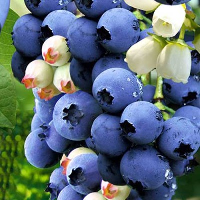 Саженец Голубики "Дабл" Саженец Голубики "Дабл"