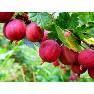 Саженец крыжовника "Легендарный" Саженец крыжовника "Легендарный"