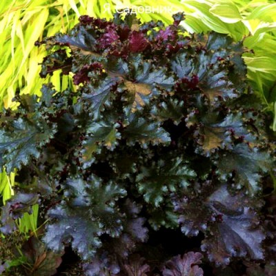 Саженец Гейхеры "Блэк Бьюти" Саженец Гейхеры "Блэк Бьюти"