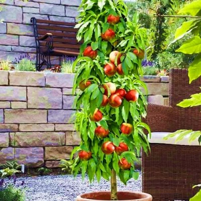 Саженец нектарина колоновидного "Мистер Перси" Саженец нектарина колоновидного "Мистер Перси"