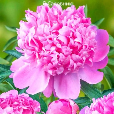 Пионы "Монсеньор Жюль Эли" Пионы "Монсеньор Жюль Эли"