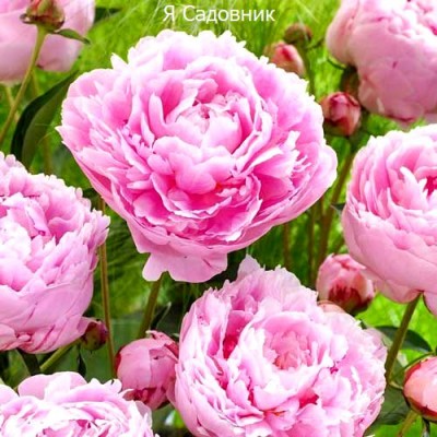 Травянистые пионы "Сара Бернар" Травянистые пионы "Сара Бернар"