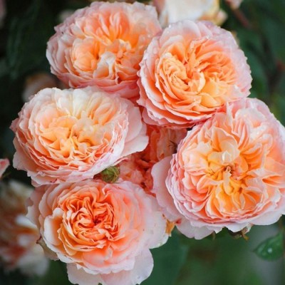 Саженец Парковых Роз "Андрэ Тюрка" Саженец Парковых Роз "Андрэ Тюрка"