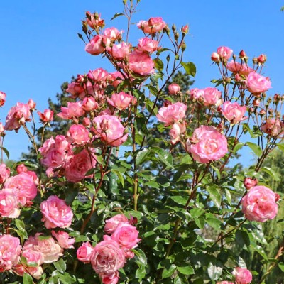 Саженец Плетистых Роз "Арлекин" Саженец Плетистых Роз "Арлекин"