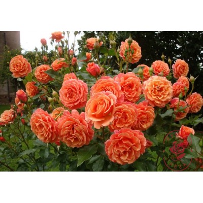 Саженец Парковых Роз "Бельведер" Саженец Парковых Роз "Бельведер"