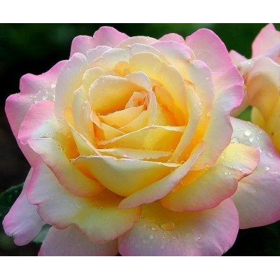 Саженец Чайно-Гибридных Роз "Глория дей" Саженец Чайно-Гибридных Роз "Глория дей"