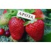 Клубника "Ароза": цена и описание сорта Клубника "Ароза": цена и описание сорта