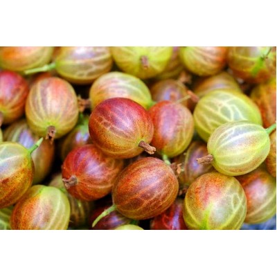 Саженец крыжовника "Тясмин" Саженец крыжовника "Тясмин"