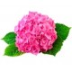 Саженцы Гортензии от питомника в Воскресенске