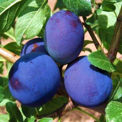 Саженец сливы "Калифорния Блю" Саженец сливы "Калифорния Блю"