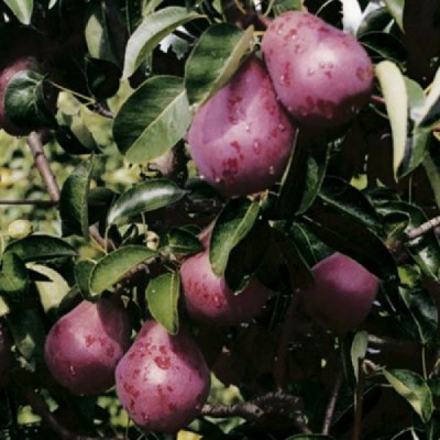 Саженец груши "Кармен" Саженец груши "Кармен"