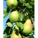 Саженец груши колоновидной "Нежность" Саженец груши колоновидной "Нежность"