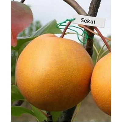 Саженец груши колоновидной "Секуи" Саженец груши колоновидной "Секуи"