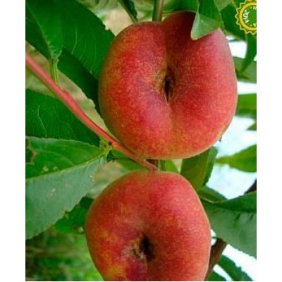 Саженец инжирного персика "Свит Ринг" Саженец инжирного персика "Свит Ринг"