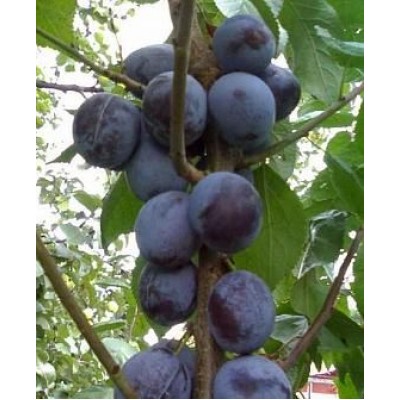 Саженец сливы колоновидной "Саженец алычи" (Синяя крупная) Саженец сливы колоновидной "Саженец алычи" (Синяя крупная)