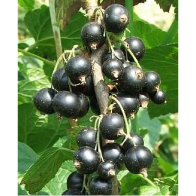 Саженец смородины чёрной "Бен Алдер" Саженец смородины чёрной "Бен Алдер"