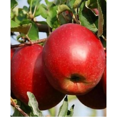 Саженец яблони "Джонаголд Моренс" Саженец яблони "Джонаголд Моренс"