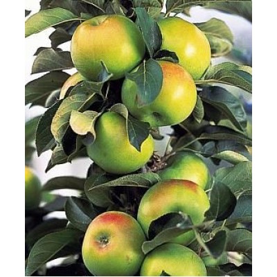 Саженец яблони колоновидной "КВ-109" Саженец яблони колоновидной "КВ-109"